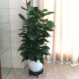 中 绿萝
