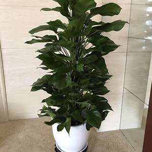 大绿萝