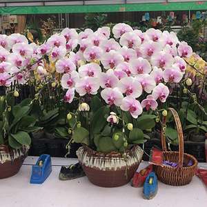 10枝粉蝴蝶兰